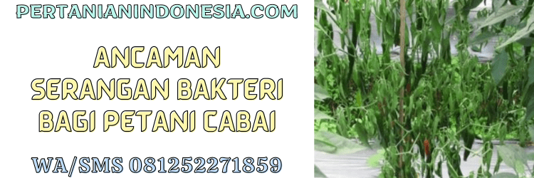 ancaman,serangan,penyakit,infeksi,bakteri